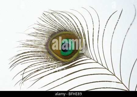 Gemeinsamen Pfauen (Pavo Cristatus), close-up der Feder zeigt die schillernden Farben. Stockfoto