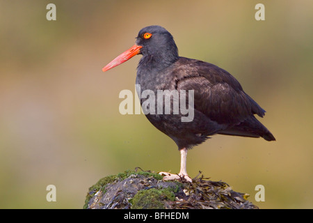 Schwarze Austernfischer (Haematopus Bachmani) thront auf einem Felsen in Victoria, BC, Kanada. Stockfoto