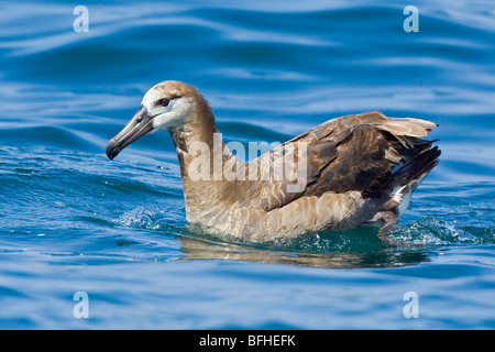 Schwarz – Schwarzfuß Albatros (Phoebastria Nigripes) auf dem Meer schwimmen in der Nähe von Washington, USA. Stockfoto