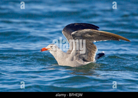 Heermann Möwe (Larus Heermanni) fliegen in Washington, USA. Stockfoto