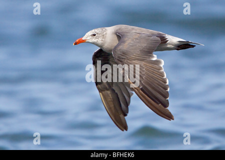 Heermann Möwe (Larus Heermanni) fliegen in Washington, USA. Stockfoto