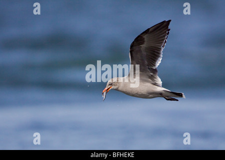 Heermann Möwe (Larus Heermanni) fliegen in Washington, USA. Stockfoto