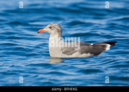 Heermann Möwe (Larus Heermanni) schwimmen auf dem Ozean in der Nähe von Washington, USA. Stockfoto