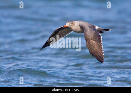 Heermann Möwe (Larus Heermanni) fliegen in Washington, USA. Stockfoto