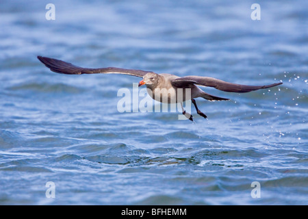 Heermann Möwe (Larus Heermanni) fliegen in Washington, USA. Stockfoto