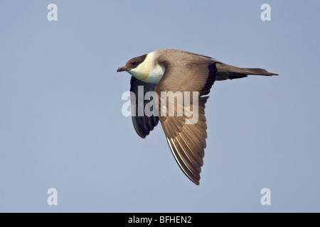 Long-tailed Jaeger (Stercorarius Longicaudus) fliegen in Washington, USA. Stockfoto