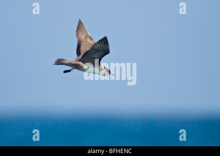 Long-tailed Jaeger (Stercorarius Longicaudus) fliegen in Washington, USA. Stockfoto