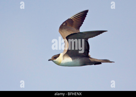 Long-tailed Jaeger (Stercorarius Longicaudus) fliegen in Washington, USA. Stockfoto