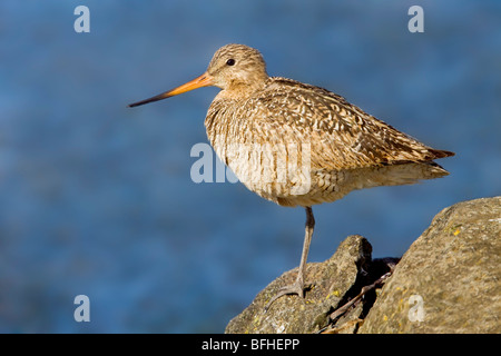 Marmorierte Uferschnepfe (Limosa Fedoa) thront auf einem Felsen in Washington, USA. Stockfoto