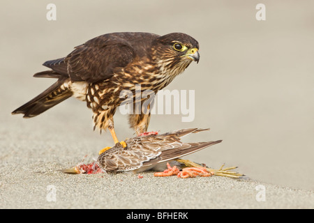 Merlin (Falco Columbarius) thront am Strand Fütterung auf eine Shorebird in Washington, USA. Stockfoto
