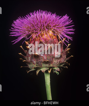 Karde (Cynara Cardunculus) Blume Porträt von Distel Typ composite Stockfoto