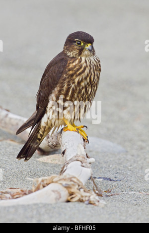Merlin (Falco Columbarius) thront auf einem Ast in Washington, USA. Stockfoto