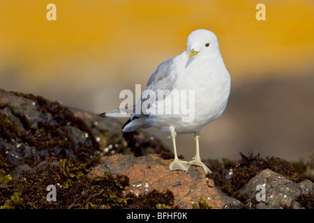 Mew Gull (Larus Canus) thront auf einem Felsen in Victoria, BC, Kanada. Stockfoto