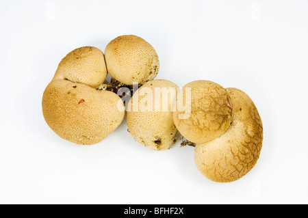 SKLERODERMIE CITRINUM, GEMEINSAME EARTHBALL, PILZE Stockfoto