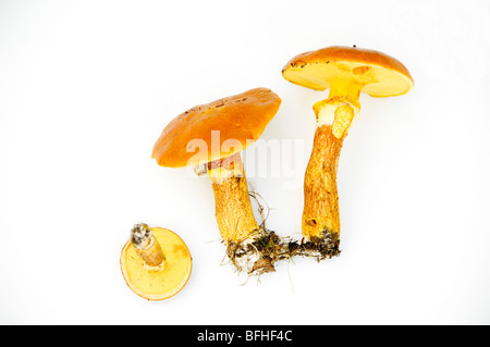 SUILLUS GREVILLEI, LÄRCHE BOLETE PILZE Stockfoto