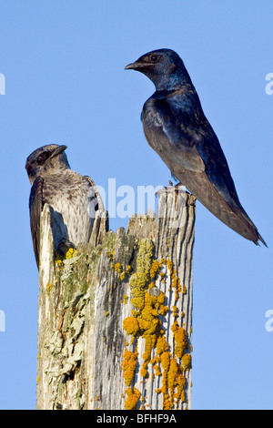 Lila Martin (Progne subis) thront auf einem Ast in Victoria, BC, Kanada. Stockfoto