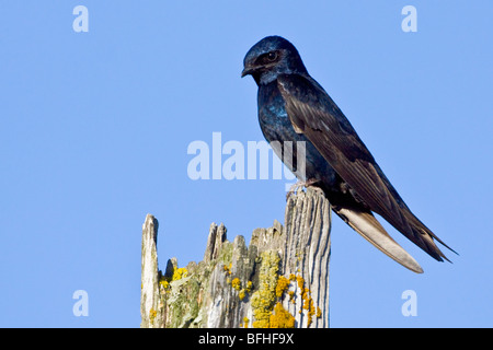 Lila Martin (Progne subis) thront auf einem Ast in Victoria, BC, Kanada. Stockfoto