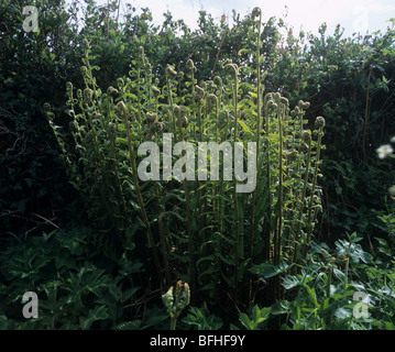 Wurmfarn (Dryopteris Filix-Mas) Wedel uncurling in neben einem Devon hedgebank Stockfoto