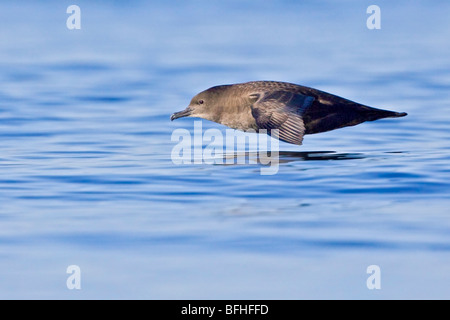 Sooty Shearwater (Puffinus früh) fliegen vor der Küste von Victoria, BC, Kanada. Stockfoto