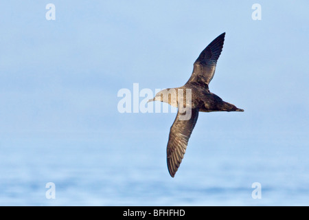 Sooty Shearwater (Puffinus früh) fliegen vor der Küste von Victoria, BC, Kanada. Stockfoto