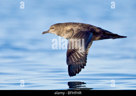 Sooty Shearwater (Puffinus früh) fliegen vor der Küste von Victoria, BC, Kanada. Stockfoto