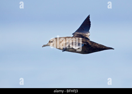 Sooty Shearwater (Puffinus früh) fliegen vor der Küste von Victoria, BC, Kanada. Stockfoto