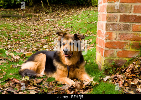 Ein deutscher Shepard/elsässischen Hund sitzt im Herbst Laub. Stockfoto