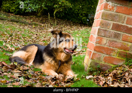 Ein deutscher Shepard/elsässischen Hund sitzt im Herbst Laub. Stockfoto