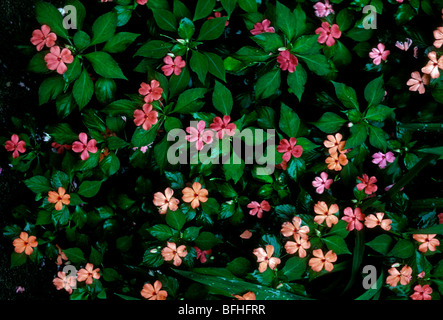 Impatien, Impatiens, Wildblumen, Albert Town, Cockpit Country, Blue Mountains, Jamaika, Westindische Inseln Stockfoto