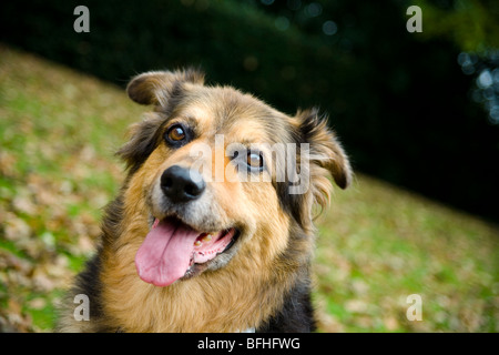 Ein deutscher Shepard/elsässischen Hund sitzt im Herbst Laub. Stockfoto