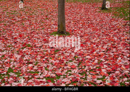 Ahornbaum im Park mit Blätter auf den Boden fallen Herbstfarben Stockfoto