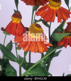 Helenium 'Moorheim Beauty' Blumen Stockfoto