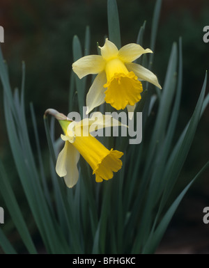 Blumen von einem Wilden Narzisse oder fastenzeit Lily (Narcissus pseadonarcissus) Stockfoto
