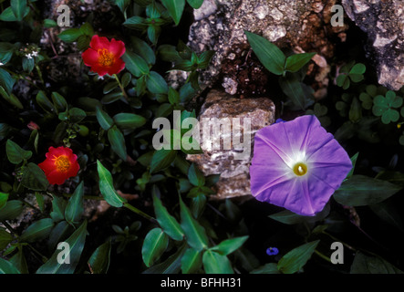 Blume, Blumen, wildflower, Wildblumen, Albert Town, Cockpit Land, Trelawny Parish, Blue Mountains, Jamaika, Karibik Stockfoto