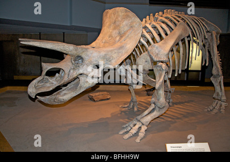 Triceratops Horridus Skelett.  Royal Tyrrell Museum, Alta, Kanada Stockfoto