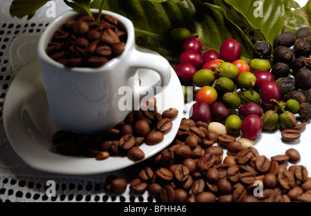 Kaffeebohnen, reif und geröstet, in einer Kaffeetasse mit Blättern Stockfoto