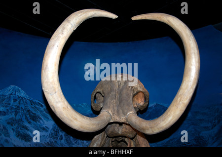 Wolliges Mammut-Skelett (Mammuthus Primigenius), Royal Tyrrell Museum in Drumheller, Alta, Kanada Stockfoto