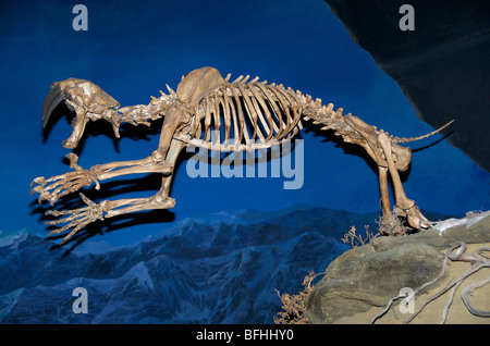 Säbelzahn-Katze, Sabertooth und Säbelzahntiger beschreiben zahlreiche Arten, Royal Tyrrell Museum, Alta, Kanada. Stockfoto