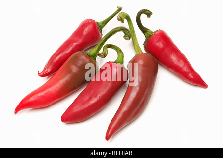 Rote Chilischoten auf weißem Hintergrund Stockfoto