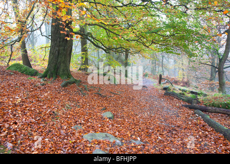 Padley Schlucht im Herbst in der Peak District National Park Stockfoto