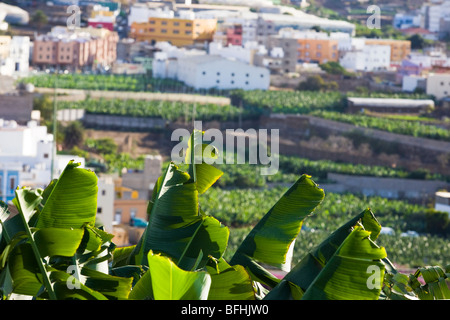 Foto aufgenommen in der historischen Stadt von Galdar auf Gran Canaria. Bananenplantagen und Häuser. Stockfoto