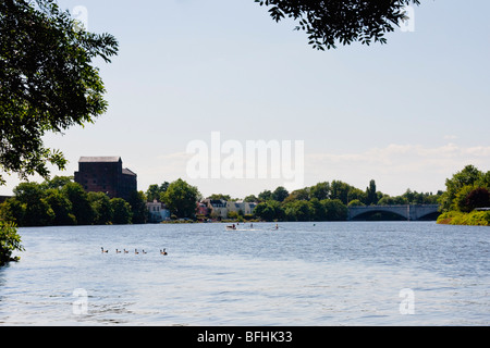 Themse von Hirsch-Brauerei in Mortlake als Ruderboote Praxis an sonnigen Tag Stockfoto