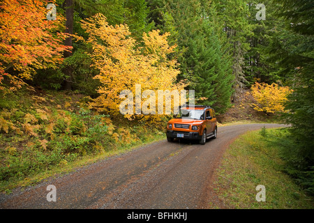 Blatt-Spanner anzeigen Rebe Ahorn Farbwechsel im Herbst Oktober in der Cascade Mountains of Oregon Stockfoto