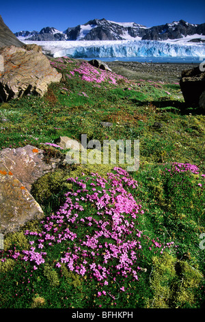 Moss Campion (Silene Acaulis) blühen vor 14. Juli Gletscher Spitzbergen Insel Svalbard-Archipel arktische Norwegen Stockfoto