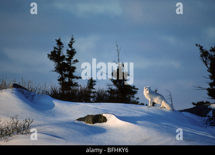 Polarfuchs (Alopex Lagopus) im Winter Fell, Wapusk-Nationalpark, nördlichen Manitoba, Kanada Stockfoto