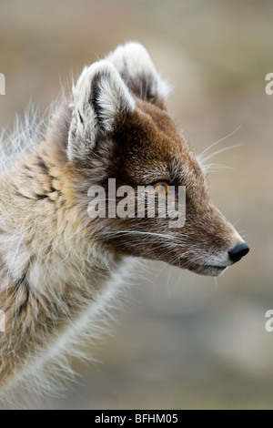 Erwachsenen Polarfuchs (Alopex Lagopus) Häutung in Sommer Fell, Spitzbergen, Arktis Norwegen Stockfoto