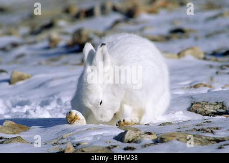 Erwachsenen Schneehasen (Lepus Arcticus) Essen ihren eigenen Kot, Nordkanada Ellesmere Insel, Nunavut, Arktis Stockfoto