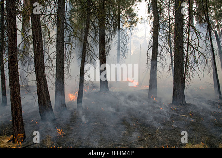 Hotshots und Feuerwehr Licht feuert in einem dichten Kiefern und Tannen Wald Stockfoto