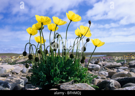 Arktische Mohn (Papaver Radicatum), King William Island, zentrale Nunavut Arktis Kanada Stockfoto