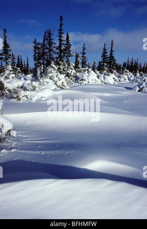 Sentinel weiße Fichten (Picea Glauca) wachsen entlang der Baumgrenze, Wapusk-Nationalpark, nördlichen Manitoba, Kanada Stockfoto